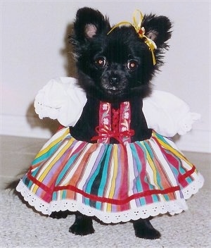 Halloween dressed up dogs